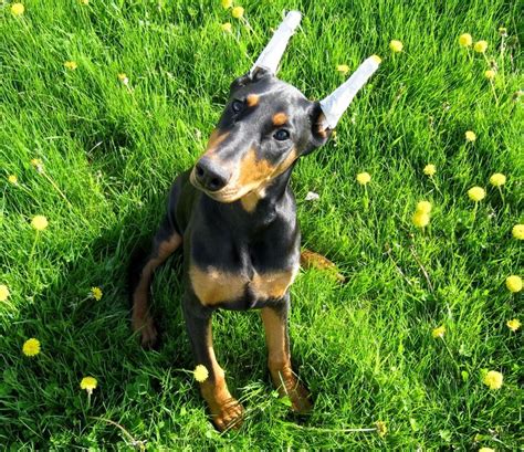 17 best Doberman Ear Cropping images on Pinterest | Dobermans, Doberman ...