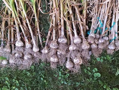 How to Harvest & Cure Garlic - SproutedGarden.com