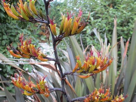 Flax flowers - New Zealand Native Plants