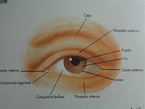 Estructura Del Ojo Anatom A Del Ojo Dibujos De Ojos Estructura Del Ojo