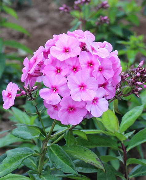 Pink Flame Summer Phlox 3 Root Divisions Bloomingbulb