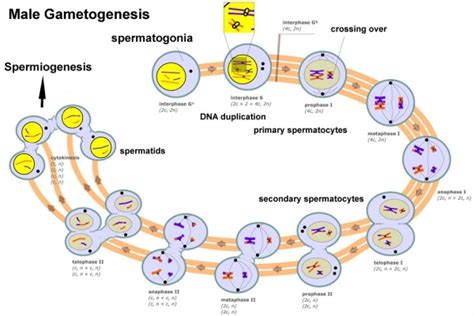 Cell Division Meiosis Embryology