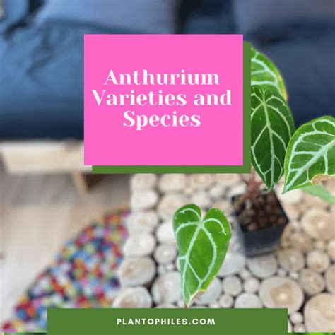 46 Anthurium Varieties — Most Stunning Anthurium Species