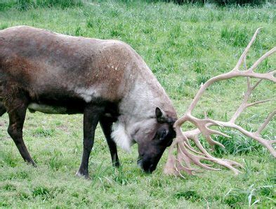 Reindeer | The Animal Facts | Appearance, Diet, Habitat and Behavior