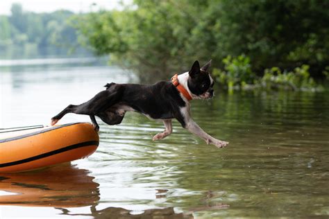 Badestellen Hundestrände am Bodensee