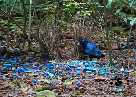 Satin Bowerbird The Story Of The Stunning Eye