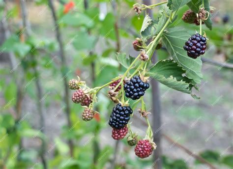 Zarzamora En Proceso De Maduración Beneficios De Las Moras Foto Premium