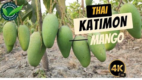 Thai Katimon Mango Thai Katimon Mango Plant Youtube