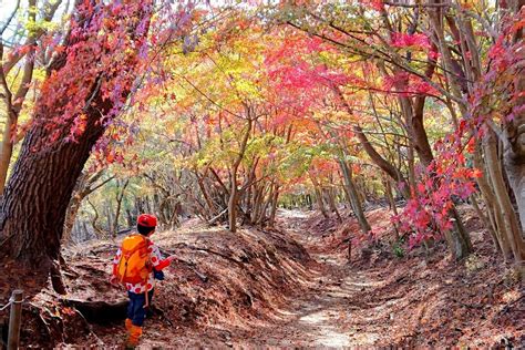 紅葉登山2024【関東編】秋だけの絶景を！ おすすめの山と見頃まとめ＜高尾山、御岳山、大山、那須岳、筑波山など＞ Yamap Magazine