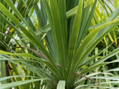 Grow Cordyline Indivisa Indoors - Indoor Mountain Cabbage Trees ...