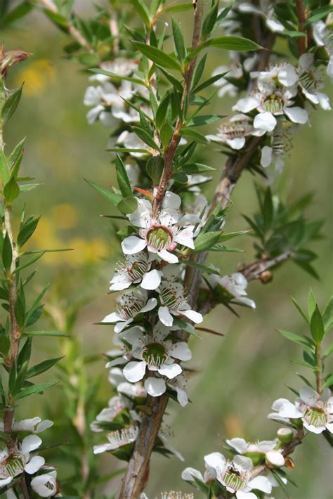 Leptospermum-scoparium_flowers – Bungalook Native Nursery