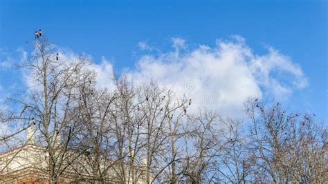 Crow Bird Flock On Naked Tree Branches Under Blue Cloudy Sky Stock Image Image Of Growth Blue