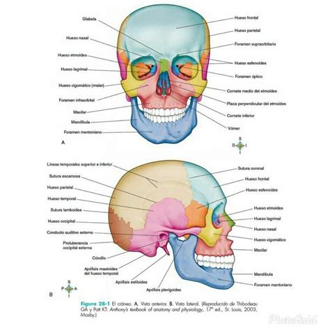 Huesos Del Neurocráneo Anatomía De La Cabeza Anatomía Médica