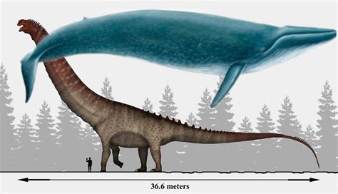 Argentinosaurus Vs Blue Whale