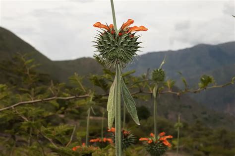 Flora De Ayacucho Biodiversidad Y Belleza Natural Teleflor