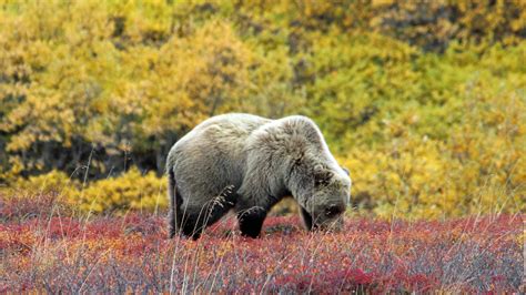 Denali National Park Wildlife: How to Spot Them All - Getaway Couple