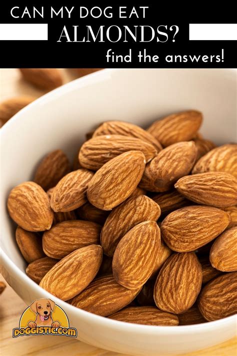 Can Dogs Eat Almonds? (Everything You Need To Know Before Feeding!)