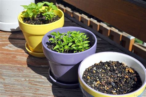 Como Plantar Pimenta Do Reino Em Casa Horta Em Casa