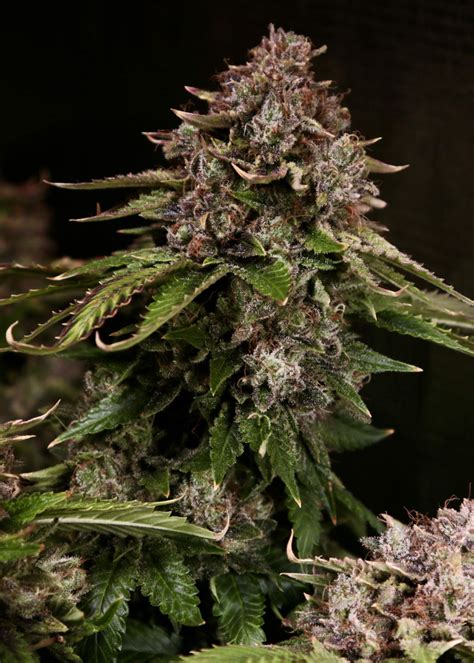 Skunk Hero RBX1 ETHOS Genetics Photos GrowDiaries