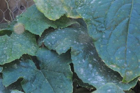 Powdery Mildew GROZINEGROZINE