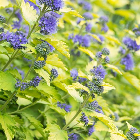 Szkółka Bylin Dobrepole Caryopteris x clandonensis Hint of Gold