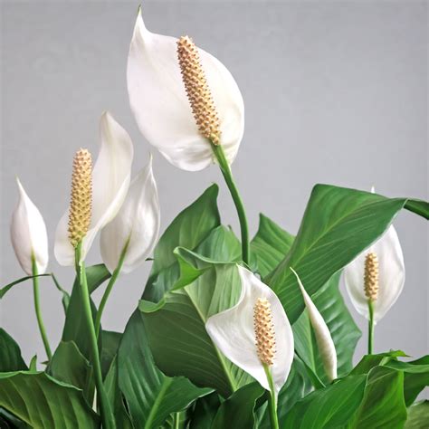 Peace Lily House Plant | Natural Indoor Air Purifier - PlantingTree