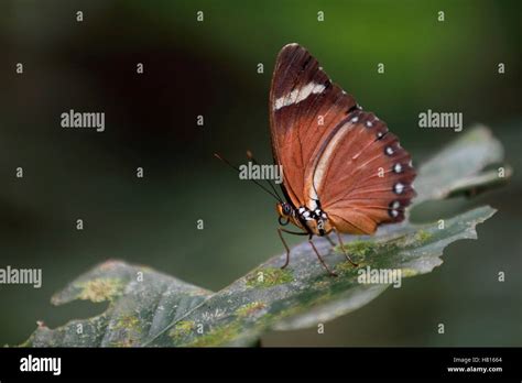 Nymphalid Butterfly (Nymphalidae) in gallery forest, Bateke Plateau ...
