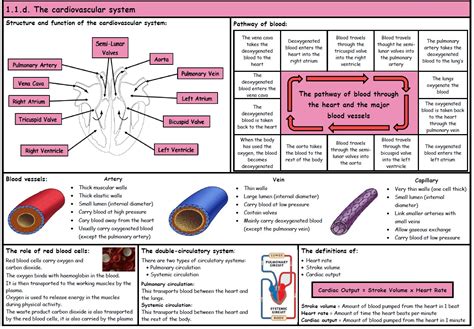 GCSE PE OCR 9 1 Cardiovascular System Component 01 Knowledge