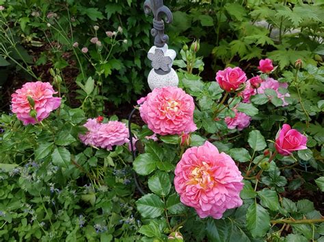 Christopher Marlowe ® | Rose, orange, bis 90 cm (David Austin, 2002 ...