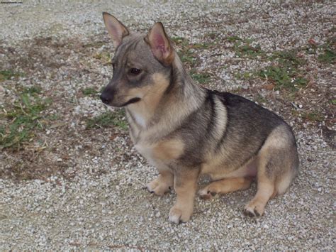 Swedish Vallhund - Puppies, Rescue, Pictures, Information, Temperament ...