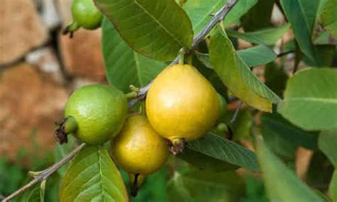 Planta De Guayaba Dietas De Nutricion Y Alimentos