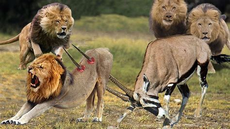 Angry Gemsbok Herd Destroy Lion King Very Brutally Unlucky Day Of Lion