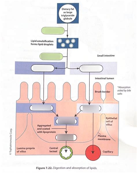 Digestion And Absorption Of Lipids Diagram Quizlet