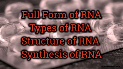 Full Form Of Rna Structure Of Rna Synthesis Of Rna Trendslr