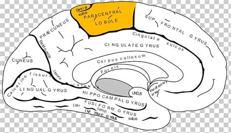 Paracentral Lobule Lobes Of The Brain Temporal Lobe Occipital Lobe ...