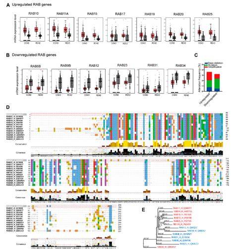 Figure 1 From The Role Of Rab Gtpases And Its Potential In Predicting