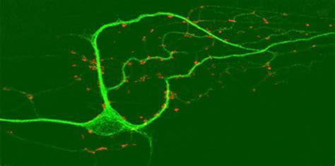 Synaptic Plasticity Institute Of Basic Medical Sciences