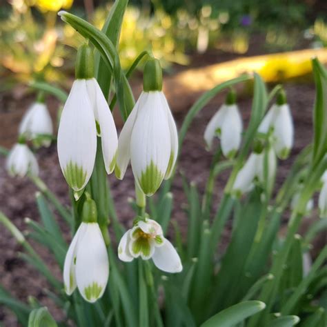 Galanthus Nivalis Viridapicis Buy Snowdrops At Coolplants