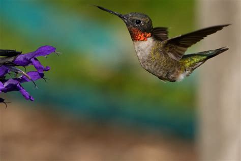 Hummingbird Photography | Flickr