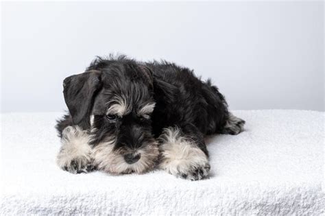 Un pequeño y hermoso cachorro schnauzer miniatura barbudo acostado en