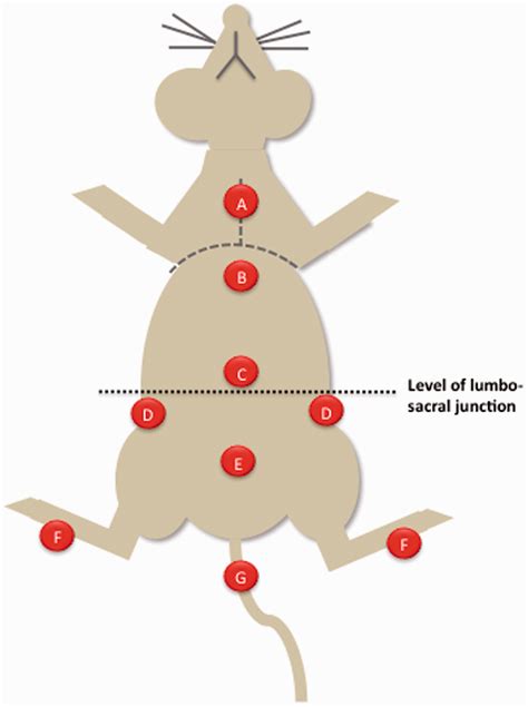 Intrathecal Injection Mouse