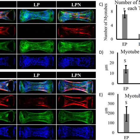 Reversal Of Myotube Formation In D Skeletal Muscle Tissue Constructs