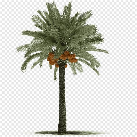 نخيل التمر فينيكس Canariensis Arecaceae Tree Roystonea Regia ، نخيل