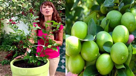 Cómo Plantar Un Limonero En Maceta Recetaparadiabetico