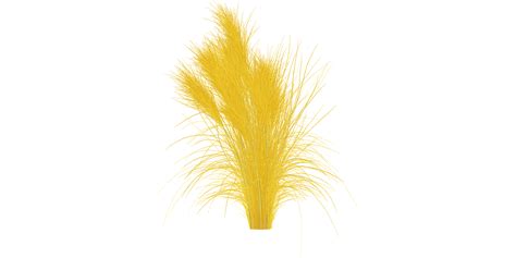 Nassella Tenuissima 02 - Superhive (formerly Blender Market)