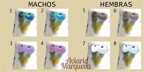 Blog De Aves Como Sexar A Los Periquitos