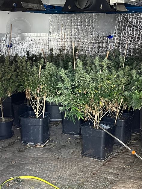 Wiltshire Police Seize 100kg Of Cannabis As Part Of Operation Hitting