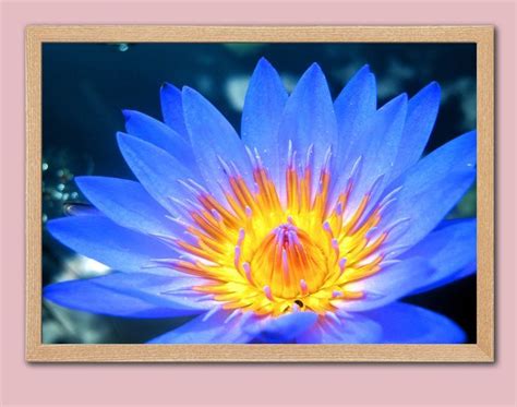 A Close Up Photo Of A Blue Egyptian Blue Lotus Flower Macro