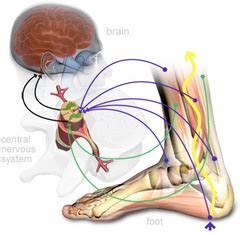 Kinesthesis; Kinesthesia