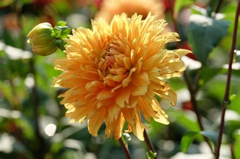 Premium Photo Dahlia In The Garden